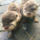 Otter Animals for sale in Las Cruces, NM, USA. price: NA