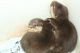 Otter Animals for sale in 1186 North Highland Avenue Northeast, Atlanta, GA 30306, USA. price: NA