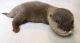Otter Animals for sale in 5116 Gate Pkwy, Jacksonville, FL 32256, USA. price: NA