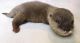 Otter Animals for sale in 4500 N Oracle Rd, Tucson, AZ 85705, USA. price: NA