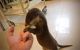 Otter Animals for sale in Oklahoma City, OK, USA. price: $500