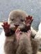 Otter Animals for sale in Tampa, FL, USA. price: NA