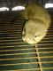 Otter Animals for sale in 14 Blackstock Rd, Inman, SC 29349, USA. price: $700