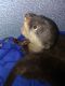 Otter Animals for sale in 14 Blackstock Rd, Inman, SC 29349, USA. price: $750