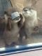 Otter Animals for sale in Metairie-Hammond Hwy, Metairie, LA, USA. price: NA