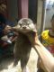 Otter Animals for sale in Houston, TX 77083, USA. price: NA
