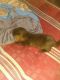 Otter Animals for sale in Los Angeles, CA, USA. price: NA
