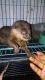 Otter Animals for sale in Virginia Beach, VA, USA. price: NA