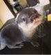 Otter Animals for sale in New York, NY, USA. price: $480