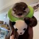 Otter Animals for sale in Fresno, CA 93720, USA. price: NA