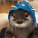 Otter Animals for sale in Los Angeles, CA, USA. price: NA