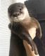 Otter Animals for sale in Metairie-Hammond Hwy, Metairie, LA, USA. price: NA