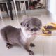 Otter Animals for sale in TX-249, Tomball, TX, USA. price: NA