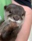 Otter Animals for sale in Fleming Island, FL 32003, USA. price: NA