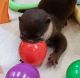 Otter Animals for sale in Santa Clara, CA, USA. price: NA