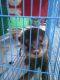 Otter Animals for sale in Mecklenburg County, NC, USA. price: $700