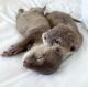 Otter Animals