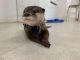 Otter Animals for sale in W 13th St, New York, NY 10011, USA. price: NA