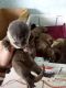 Otter Animals for sale in Texas City, TX, USA. price: NA