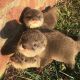 Otter Animals for sale in Newark, NJ, USA. price: NA