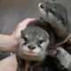 Otter Animals for sale in 7669 Webster Rd, Middleburg Heights, OH 44130, USA. price: $800