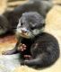 Otter Animals for sale in Mountain View, CA, USA. price: NA