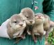 Otter Animals for sale in TX-8 Beltway, Houston, TX, USA. price: $1,500