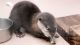 Otter Animals for sale in TX-8 Beltway, Houston, TX, USA. price: NA