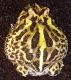 Pac Man Frog Amphibians