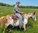 Paint horse Horses for sale in 242 Clover Top Rd, Markleysburg, PA 15459, USA. price: $4,500