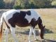 Paint horse Horses for sale in Quinlan, TX 75474, USA. price: $1,000