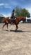 Paint horse Horses for sale in Murtaugh, ID 83344, USA. price: $1,000