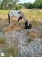 Paint horse Horses for sale in Deltona, FL, USA. price: $170,000