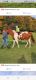 Paint horse Horses