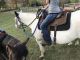 Paint horse Horses for sale in Howell, MI, USA. price: $2,500