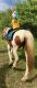 Paint horse Horses for sale in Titusville, PA 16354, USA. price: $350