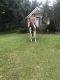 Paint horse Horses for sale in Belleview, FL, USA. price: NA