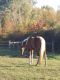 Paint horse Horses for sale in Hannibal, NY 13074, USA. price: $800