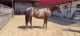 Paint Quarter Horse Horses