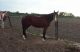 Paint Quarter Horse Horses
