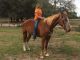 Paint Quarter Horse Horses for sale in North Arlington, NJ, USA. price: NA