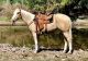 Paint Quarter Horse Horses for sale in Peachtree City, GA, USA. price: NA