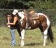 Paint Quarter Horse Horses for sale in Raleigh, NC, USA. price: $1,400
