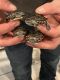 Painted Turtle Reptiles for sale in Roselle, IL, USA. price: NA