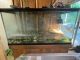 Painted Turtle Reptiles for sale in Charlottesville, VA, USA. price: $600