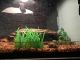 Painted Turtle Reptiles for sale in Bolingbrook, IL, USA. price: $75