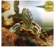 Painted Turtle Reptiles