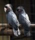 Palm Cockatoo Birds