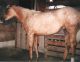 Palomino Horses for sale in Fayetteville, NC, USA. price: NA