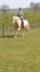Palomino Horses for sale in Laurel, MD, USA. price: NA